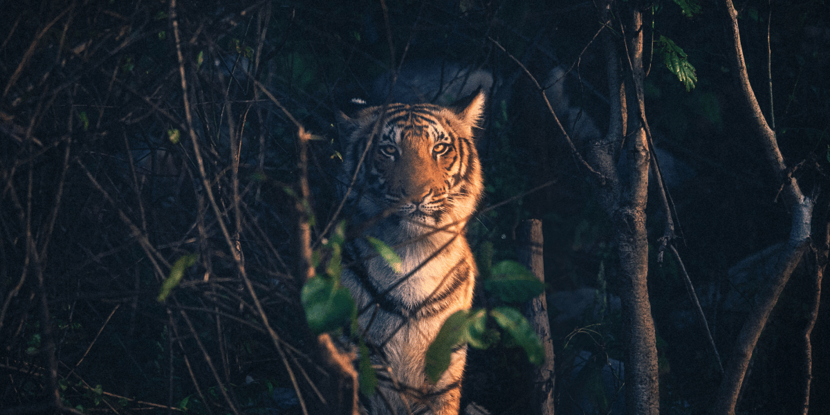 Jim Corbett National Park Image